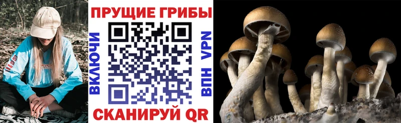 Галлюциногенные грибы Psilocybine cubensis  это формула  Уфа 